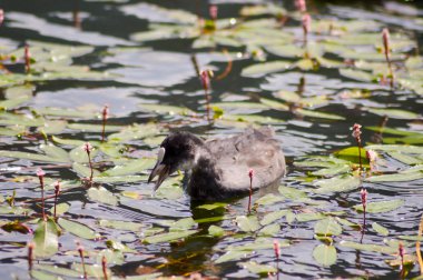 Kurbağalar Macroules otlar girer 
