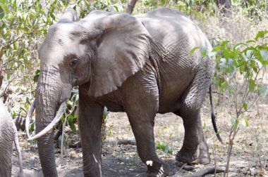 Tanzanya 'nın Savanna filler 