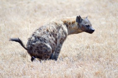 Savunda çalışan sırtlan 