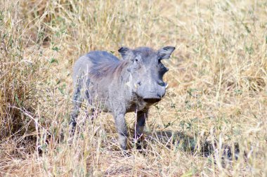 Savana Warthog 