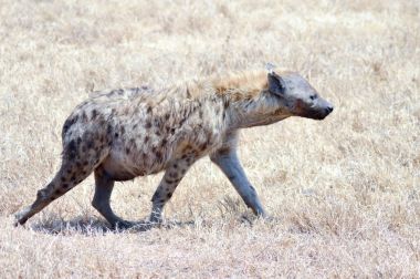 Sırtlan Savanna yürüyüş 