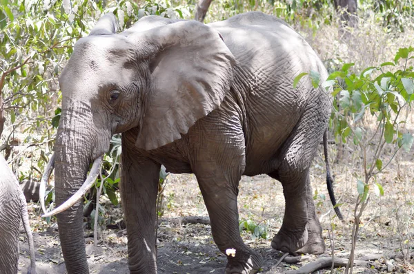 Tanzanya 'nın Savanna filler 