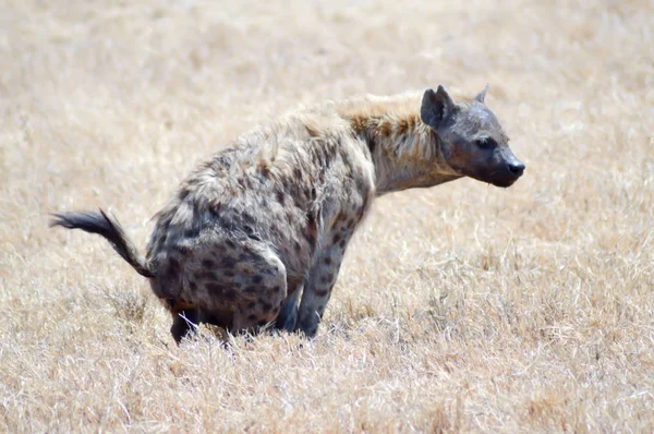 Savunda çalışan sırtlan 