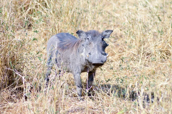 Warthog nella savana — Foto Stock
