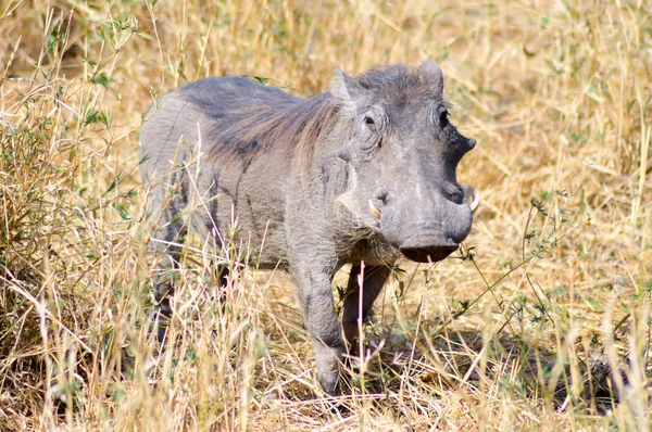 Warthog in the savanna — Stock Photo, Image