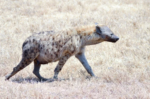 Sırtlan Savanna yürüyüş 