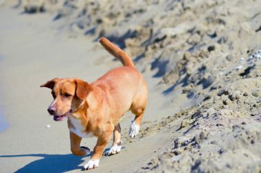 Dalgalar önünde kırmızı köpek 