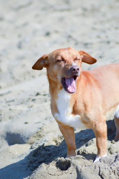 Cão vermelho na frente das ondas — Fotografia de Stock