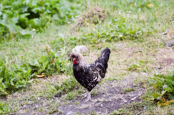 Vy av en kuk huvud — Stockfoto