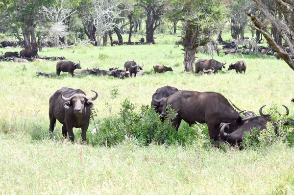 Manada de búfalos a la sombra de un árbol —  Fotos de Stock