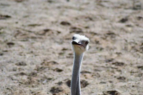 Cabeça de uma avestruz feminina — Fotografia de Stock