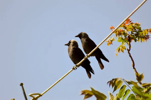 Corvo nero impostato su un cavo — Foto Stock