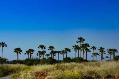 İzole palmiye ağacı bir Bahçe 