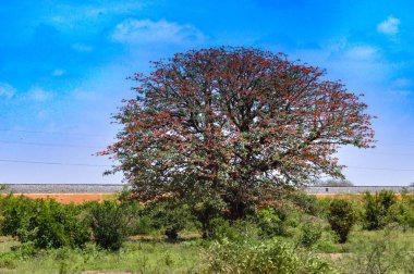 Bir sürü kırmızı çiçekler ile ağaç 
