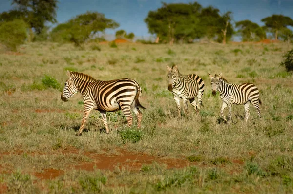 Zebra liegt in der Savanne — Stockfoto