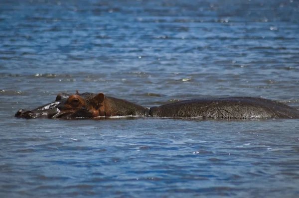 Hipopótamo sumergiéndose en un cuerpo de agua — Foto de Stock