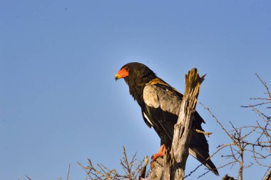 Kartal ölü ağaca şeritli 