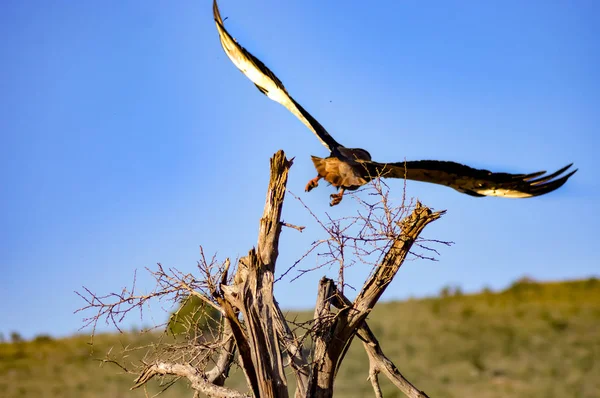 Eagle faded from dead tree — Stock Photo, Image