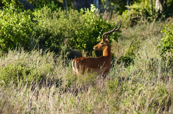 Impala pastoreio isolado — Fotografia de Stock