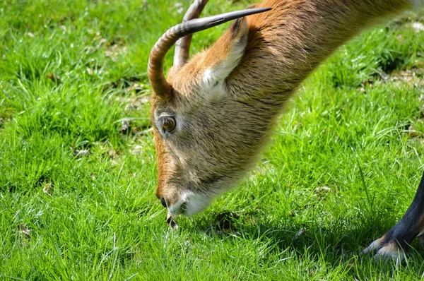 Cobe de lechwe grazing in the prairie — Stock Photo, Image