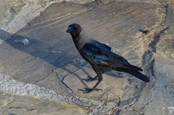 Schwarze Krähe auf Steinboden gelegt mit einem Stück — Stockfoto
