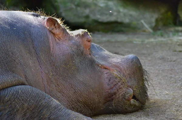 Hipopótamo visto de cerca — Foto de Stock