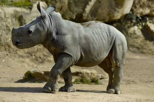 Rinoceronte joven sobre fondo rocoso — Foto de Stock