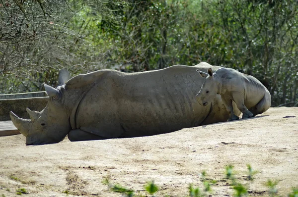 Jonge neushoorns en mama op een rots — Stockfoto