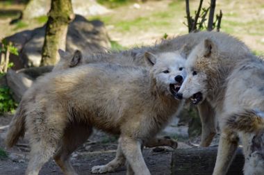 Kurt isoler bir hayvan Park 