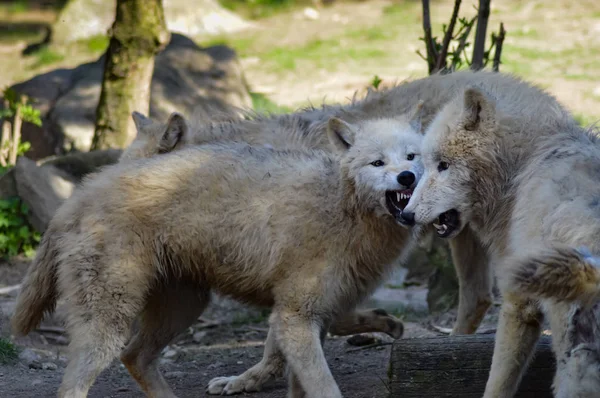 Kurt isoler bir hayvan Park 