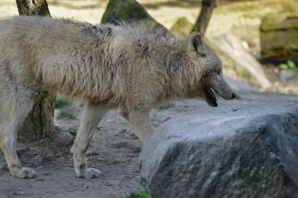 Kurt isoler bir hayvan 