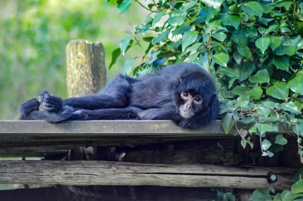 Gibbon de singe reposant sur une plate-forme en bois — Photo