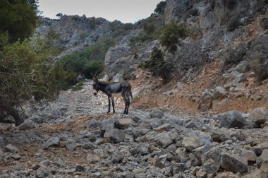 Ane rocky dağlarında tek başına 