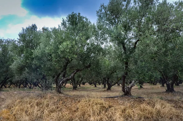 Campo de olivos en el centro de la isla de Creta — Foto de Stock