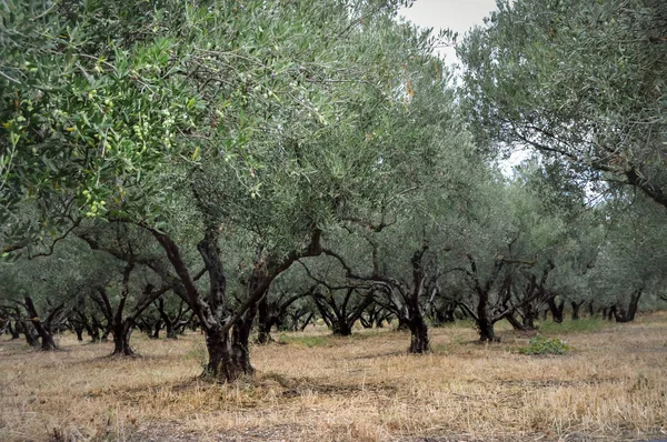 Feld von Olivenbäumen im Zentrum der Insel Beton — Stockfoto