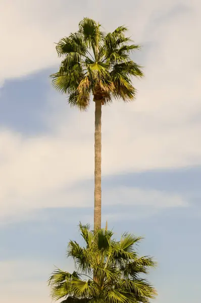 Palmera aislada en un jardín — Foto de Stock