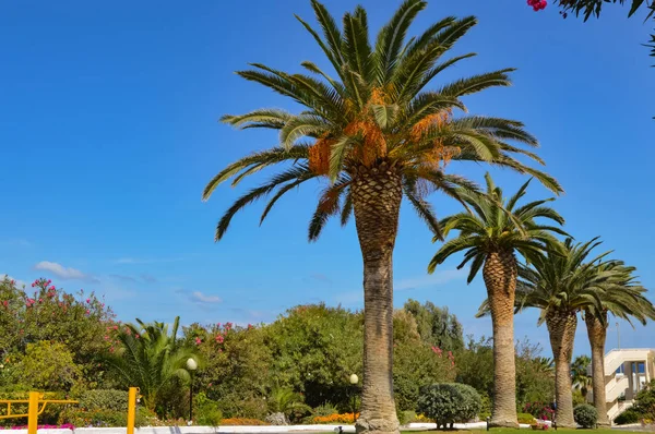 ow avuç Maleme ağaçlar 