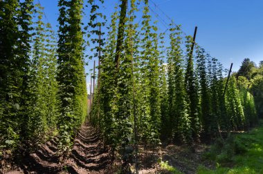 Kabloları ile askıya hop bitkiler 