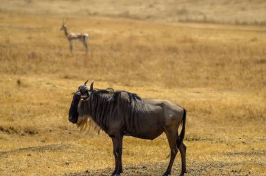 Savannah wildebeest izole 