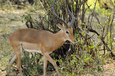 Antilop Tarangire Savannah 