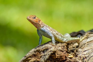 Kertenkele bir bahçe içinde bir gövde üzerinde tüm renklerin 