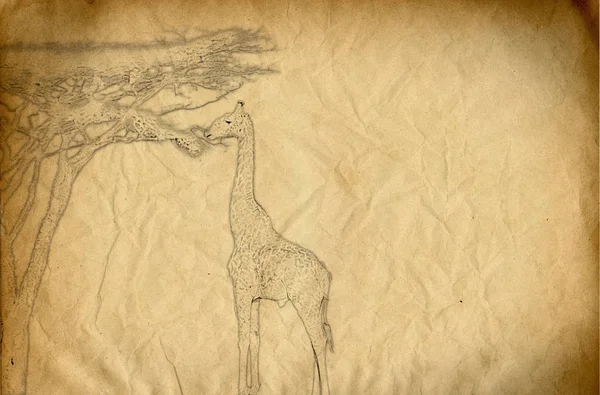 Desenho de uma girafa comendo folhas de abeto — Fotografia de Stock