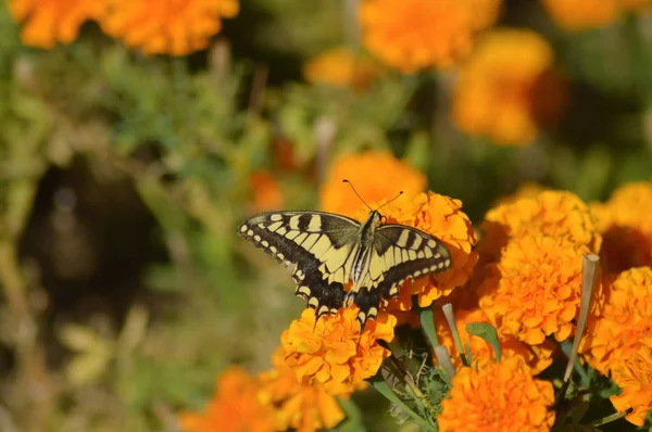 Swallowtail papillon posant sur un lit de fleurs — Photo