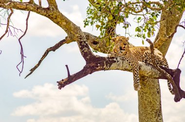 Kenya'daki Masai Mara Park ile bir şube yatan leopar