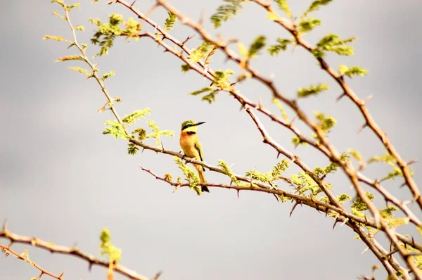 Beija-flor sentado em um galho de acácia preta na savana de — Fotografia de Stock