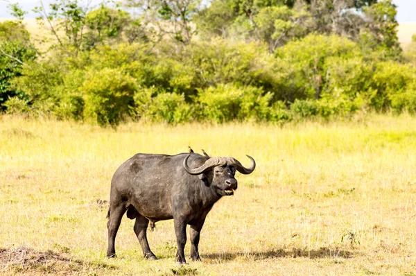 Buffalo isolado pastando na savana de Maasai Mara Park em — Fotografia de Stock