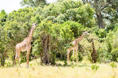 Acacias Kenya'daki Masai Mara Park yakınındaki birkaç zürafalar