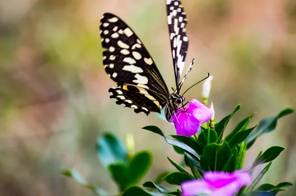 Borboleta preta e branca em uma flor rosa no Masai Mara Par — Fotografia de Stock