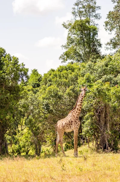 Jirafa aislada cerca de acacia en el parque de masai mara Kenia —  Fotos de Stock