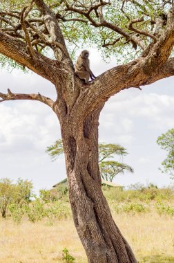 İzole babun Masai Mara Savannah bir ağaçta oturuyor 
